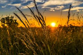 SummerWheat