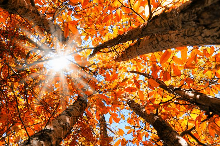 autumn-leaves-equinox